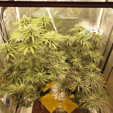 Lemonpaya Organic