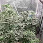 Lemonpaya Organic