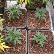 Lemonpaya Organic