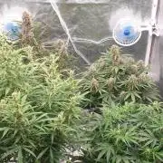 GreenPoisonRedGorillaGirl&GorillaCookies