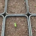 Green Poison & Red Gorilla Girl