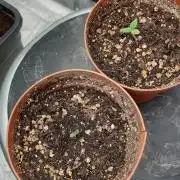 Sweet Seeds Tropicana Poison F1FV