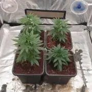 Lemonpaya Organic