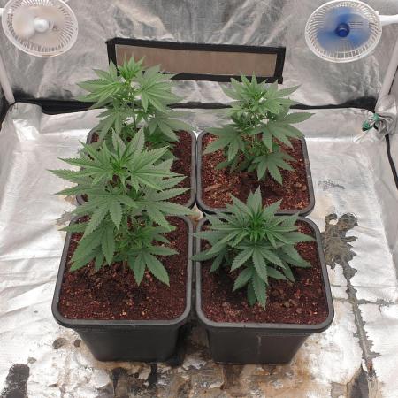 Lemonpaya Organic
