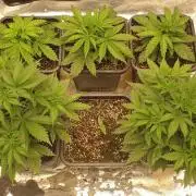 Green Poison & Red Gorilla Girl