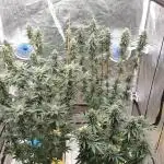 Sweet Seeds Mental Rainbow F1FV