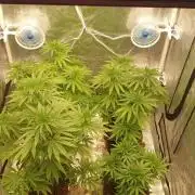 Lemonpaya Organic