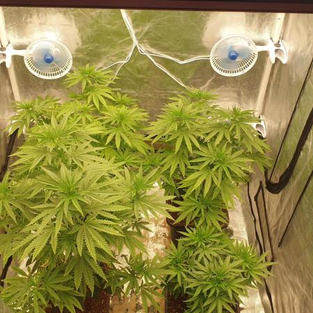 Lemonpaya Organic