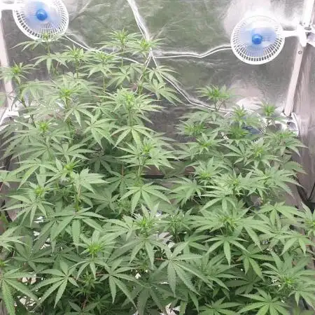 Sweet Seeds Mental Rainbow F1FV