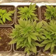 Green Poison & Red Gorilla Girl