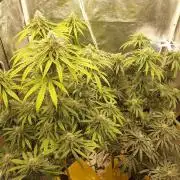 Lemonpaya Organic