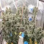 Sweet Seeds Mental Rainbow F1FV