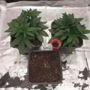 Tropicana Poison & Critical Auto Organic