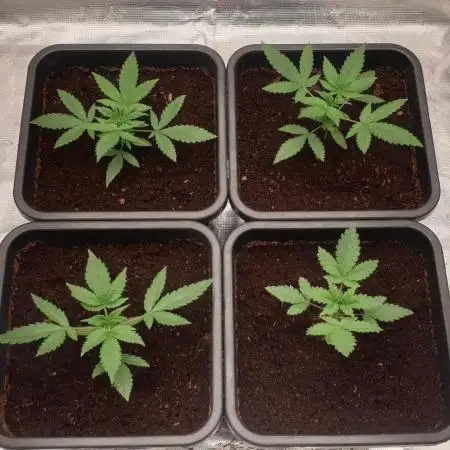Sweet Seeds Mental Rainbow F1FV
