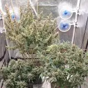 GreenPoisonRedGorillaGirl&GorillaCookies