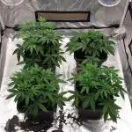 Sweet Seeds Mental Rainbow F1FV