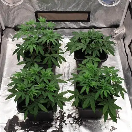 Sweet Seeds Mental Rainbow F1FV