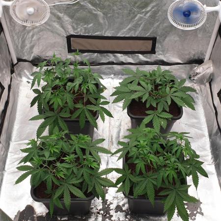 Sweet Seeds Mental Rainbow F1FV