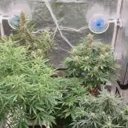 Green Poison & Red Gorilla Girl