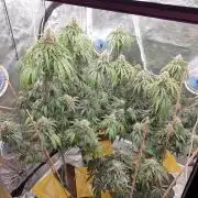 Lemonpaya Organic