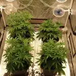 Sweet Seeds Mental Rainbow F1FV