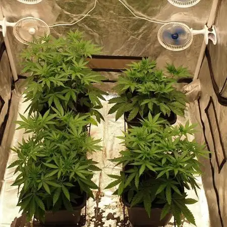 Sweet Seeds Mental Rainbow F1FV