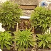 Green Poison & Red Gorilla Girl