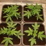 Sweet Seeds Mental Rainbow F1FV