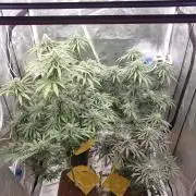 Lemonpaya Organic