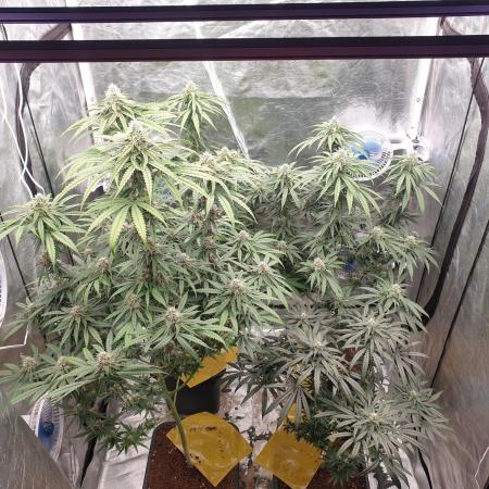 Lemonpaya Organic