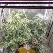 Lemonpaya Organic