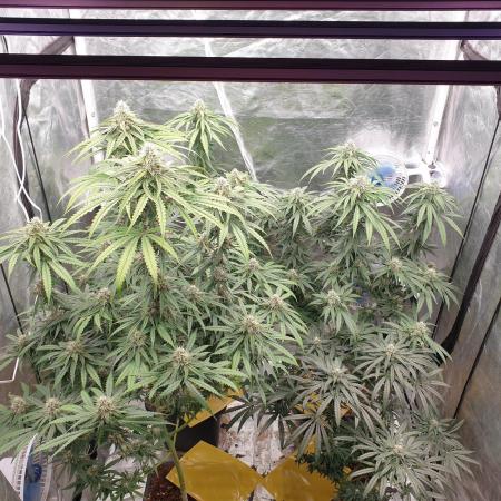 Lemonpaya Organic