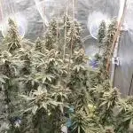 Sweet Seeds Mental Rainbow F1FV