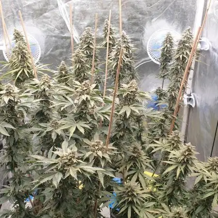 Sweet Seeds Mental Rainbow F1FV