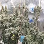 Sweet Seeds Mental Rainbow F1FV