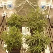 Jet Fuel Mandarine & Studio 54 Organic