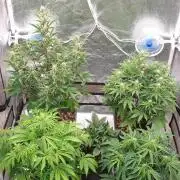 Green Poison & Red Gorilla Girl