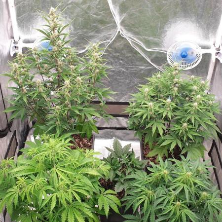 Green Poison & Red Gorilla Girl