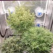 GreenPoisonRedGorillaGirl&GorillaCookies