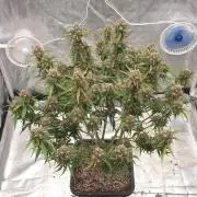 GreenPoisonRedGorillaGirl&GorillaCookies