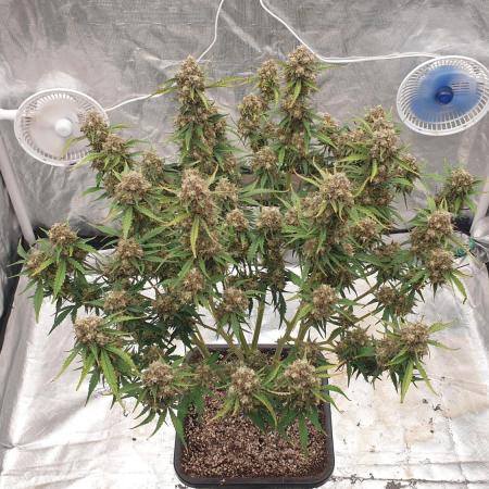 GreenPoisonRedGorillaGirl&GorillaCookies