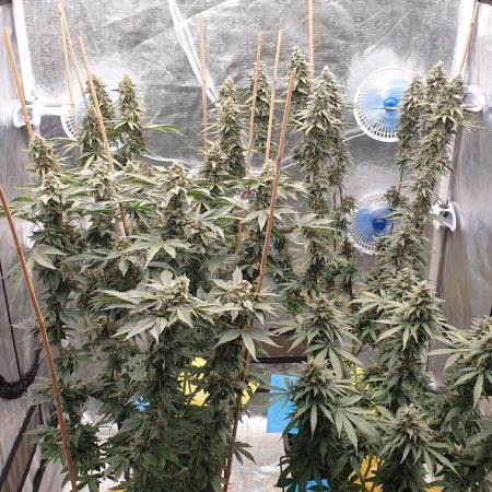 Sweet Seeds Mental Rainbow F1FV