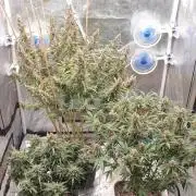GreenPoisonRedGorillaGirl&GorillaCookies