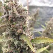 GreenPoisonRedGorillaGirl&GorillaCookies