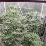 Lemonpaya Organic