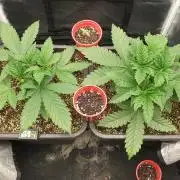 Tropicana Poison & Critical Auto Organic