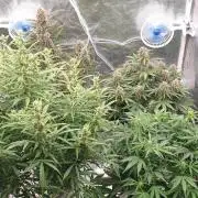GreenPoisonRedGorillaGirl&GorillaCookies