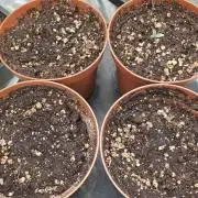 Sweet Seeds Tropicana Poison F1FV