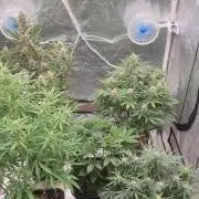 Green Poison & Red Gorilla Girl