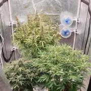 GreenPoisonRedGorillaGirl&GorillaCookies